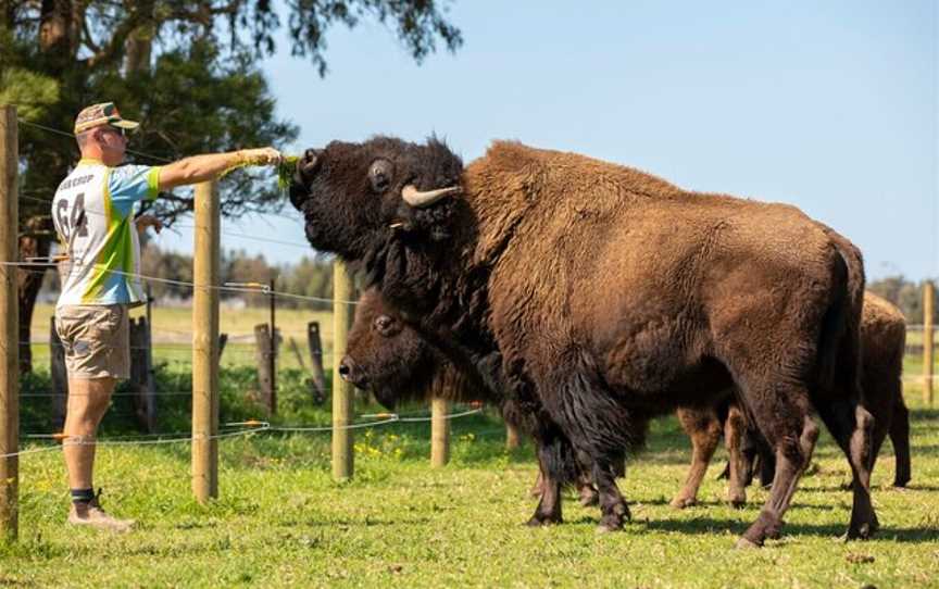 Hunter Valley Bison, Morpeth, NSW