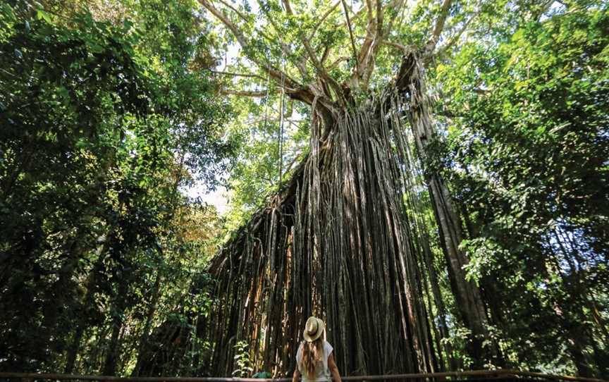 Yungaburra Tours, Yungaburra, QLD