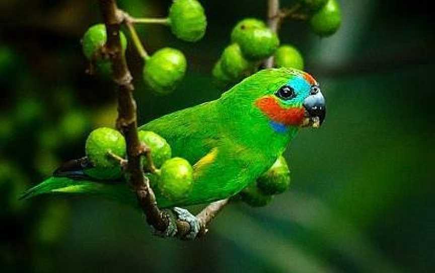 Daintree Bird Walk, Daintree, QLD