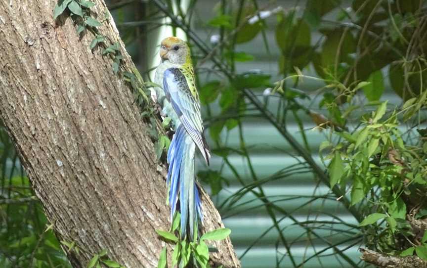 Coochie Guided Island Tours, Coochiemudlo Island, QLD