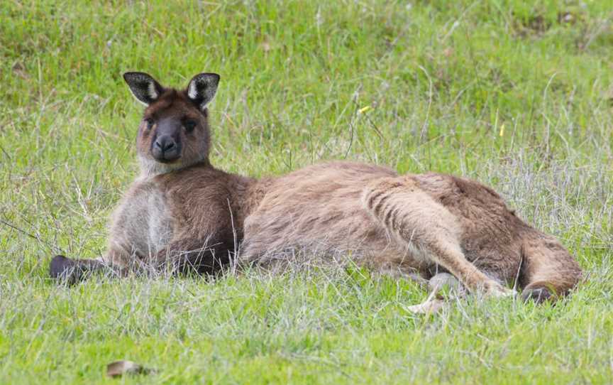 Kangaroo Island Touring Company, Cygnet River, SA