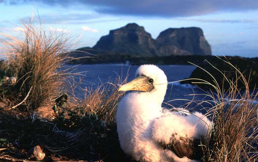 Lord Howe Island Nature Tours, Lord Howe Island, NSW