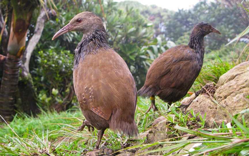 Lord Howe Island Nature Tours, Lord Howe Island, NSW