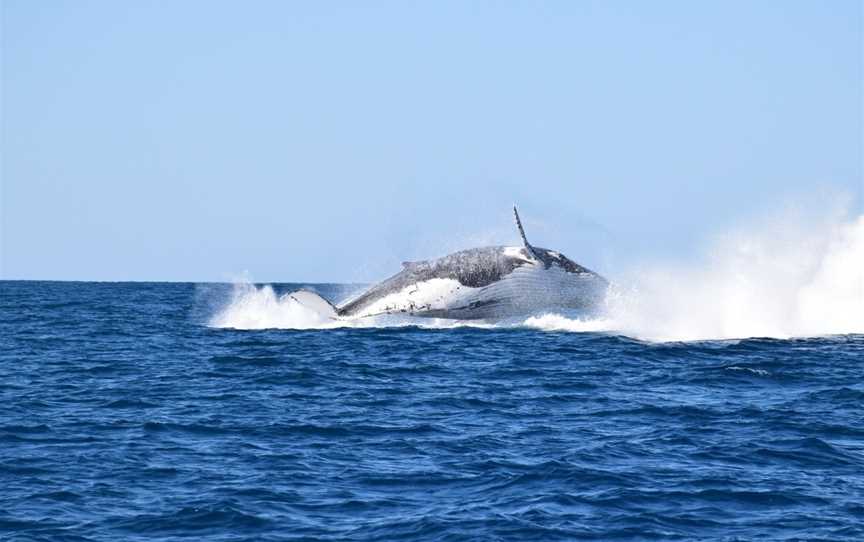 Noosa Whale Watching Centre, Noosa Heads, QLD