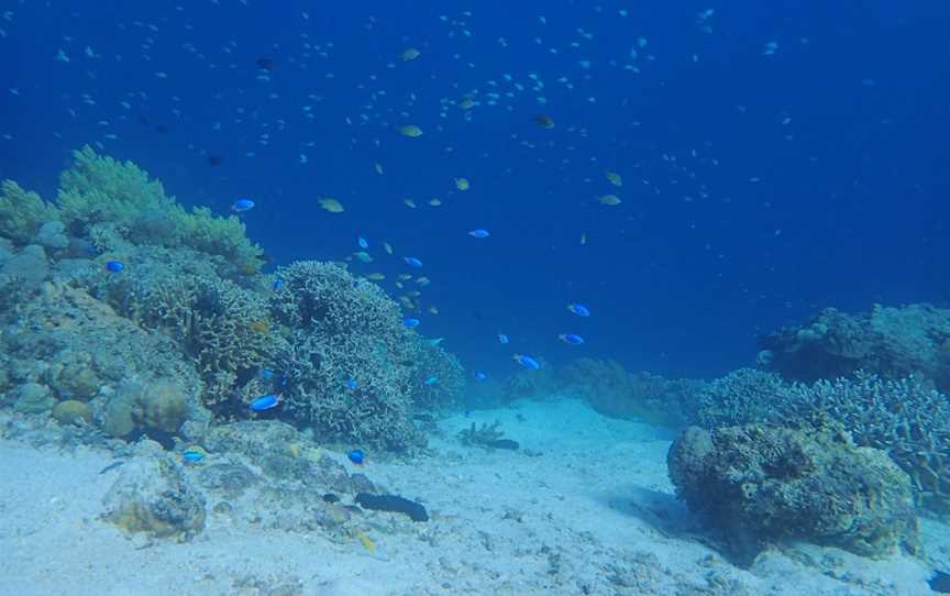 Dive Adventures, Sydney, NSW