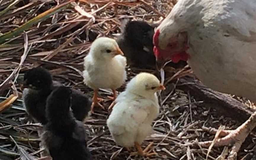 Springmead Farm Tours, Rydal, NSW