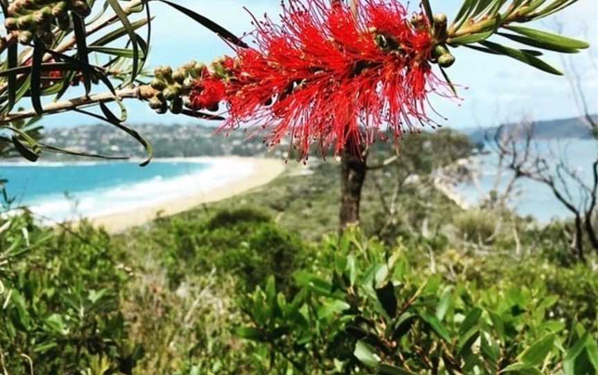 Trip Slow Guided Walks, Manly, NSW