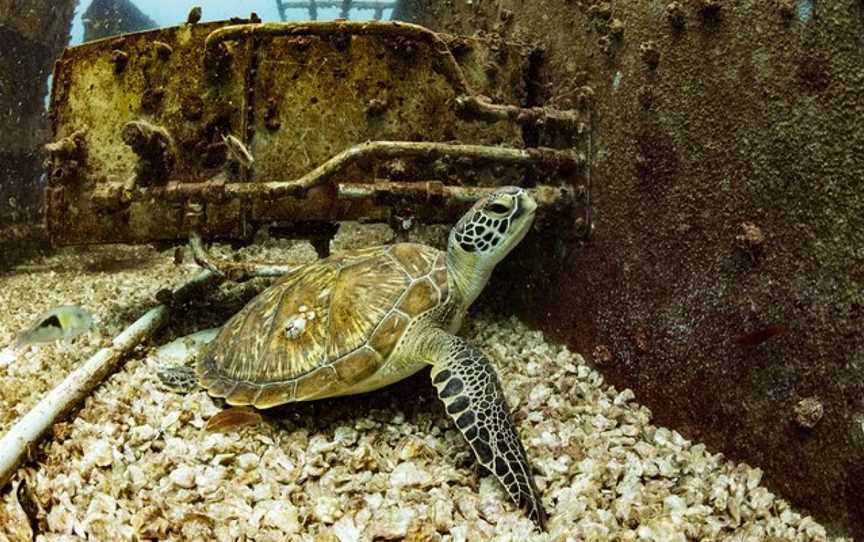 Tobruk Dive Experience, Bundaberg, QLD