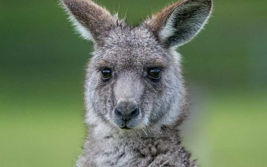 Wildlife Tours Australia - Adelaide, Adelaide, SA