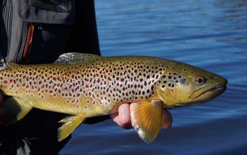 Trout Tales Tasmania, Hobart, TAS