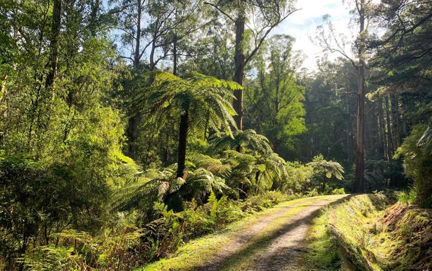 Bike and Hike Warburton Adventures, Warburton, VIC