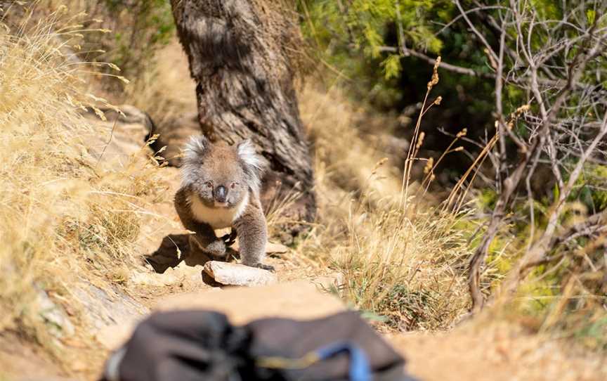 Venture - Rock Climb & Abseil - Morialta Gorge, Woodford, QLD