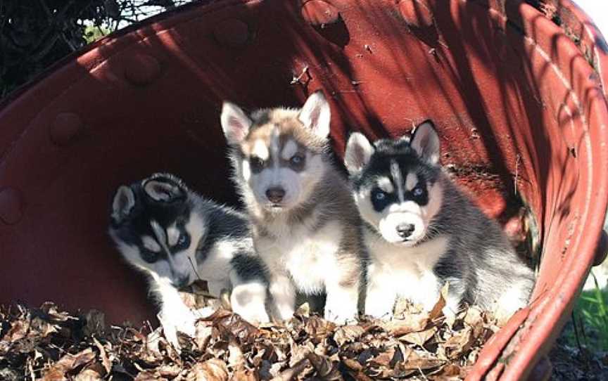 Australian Sleddog Tours, Mount Buller, VIC