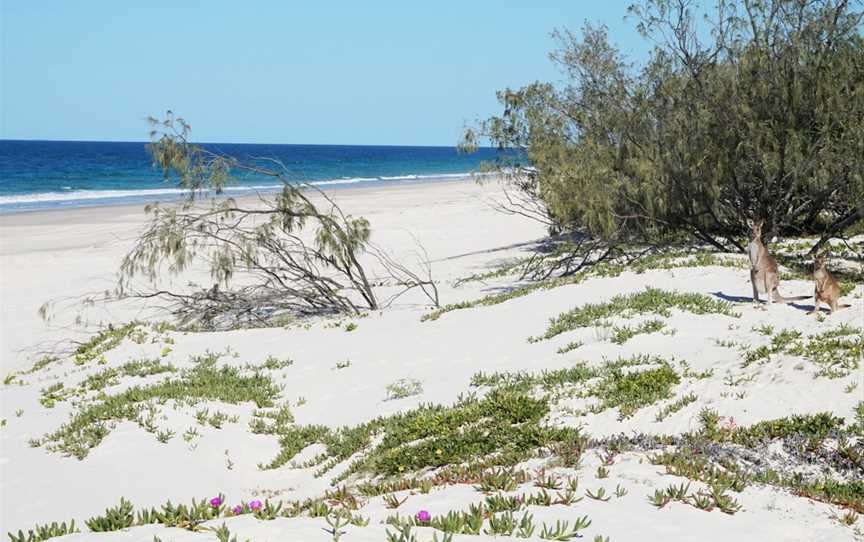 G'day Adventure Tours, Moreton Bay Region, QLD