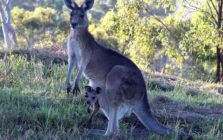 Araucaria Ecotours - Day Tours, Rathdowney, QLD