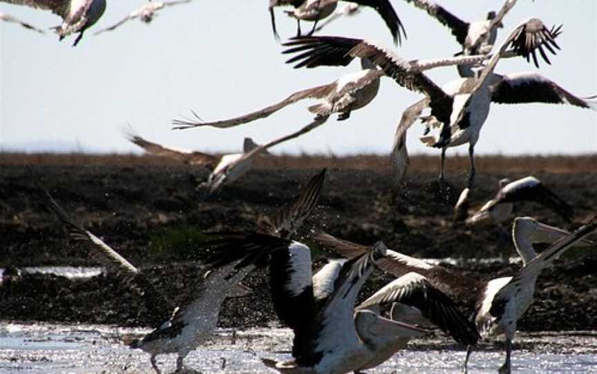 Australia Wide Safaris Carmor Plains Wildlife Reserve Air Boat Tours, Humpty Doo, NT