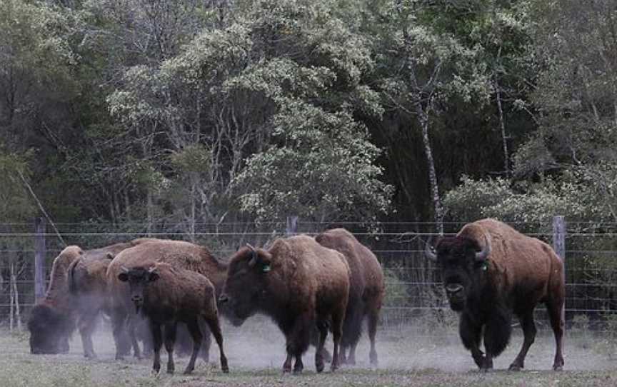 Aranyani Bison Adventure Tourist Park, Myrtle Creek, NSW