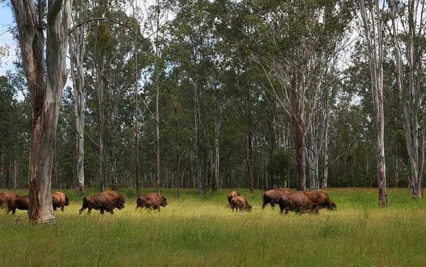 Aranyani Bison Adventure Tourist Park, Myrtle Creek, NSW