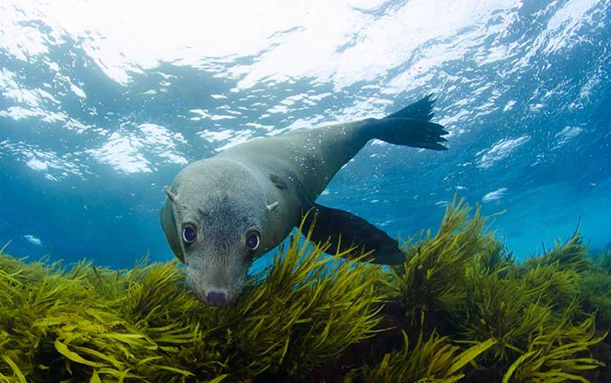 Seal Dive Site, Narooma, NSW