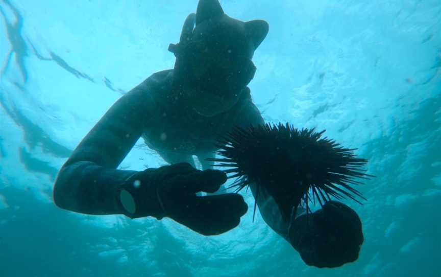 The Underwater Academy, Alexandria, NSW