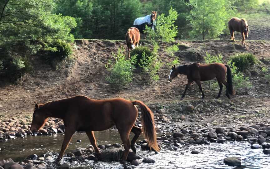 Kangaroo Valley Horses, Budgong, NSW