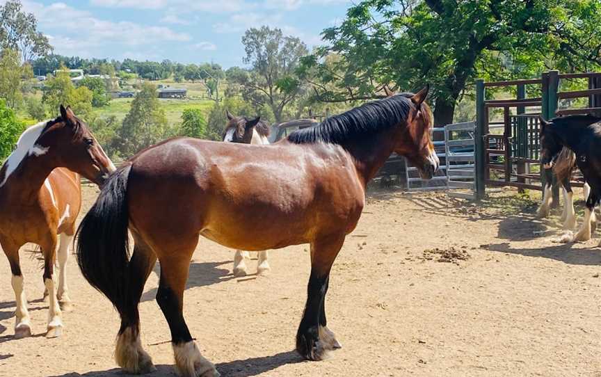 WADE HORSES BINGARA, Bingara, NSW