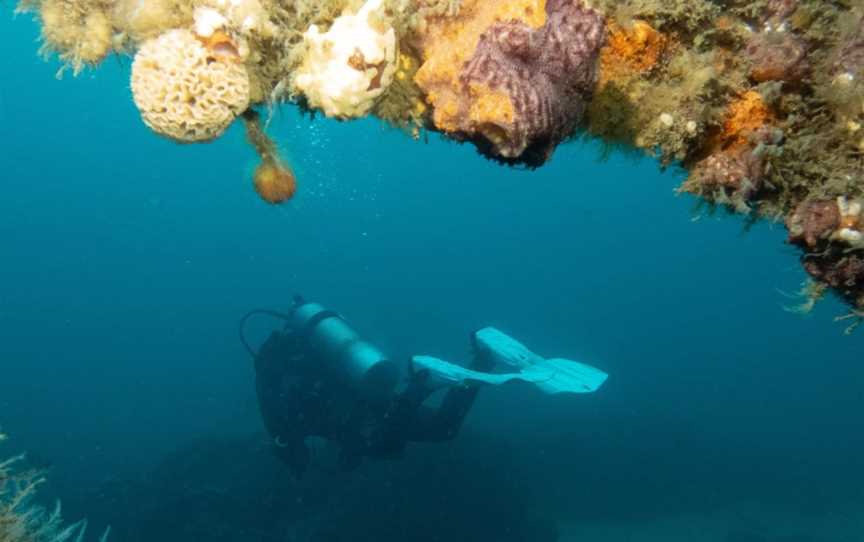 Dive Eden, Eden, NSW