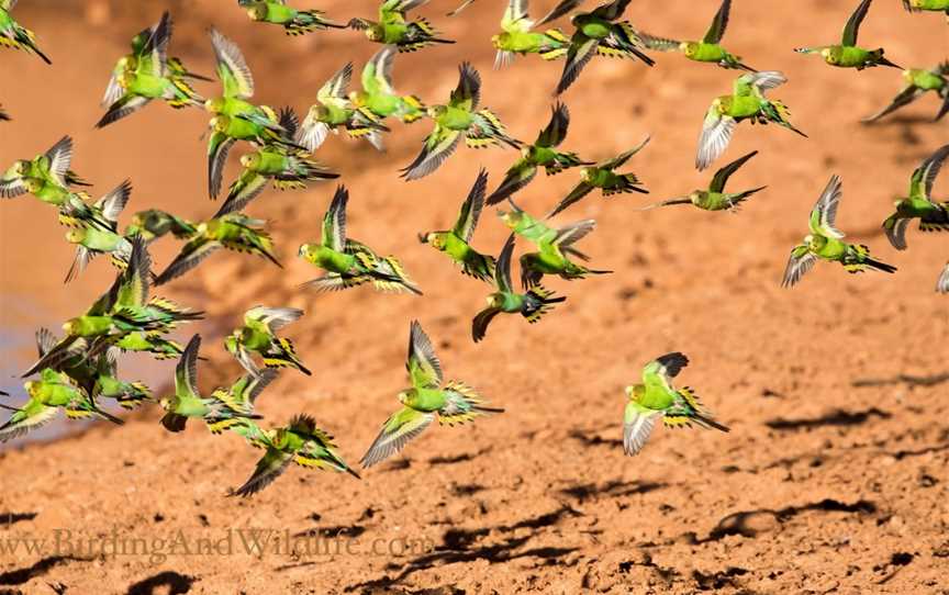 Birding and Wildlife, Alice Springs, NT