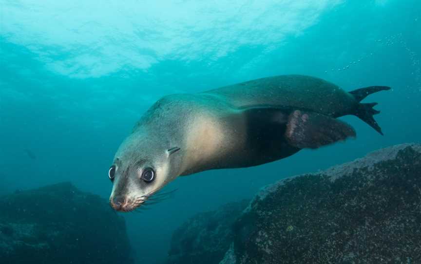 Underwater Safaris, North Narooma, NSW