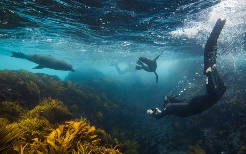 Underwater Safaris, Tours in North Narooma