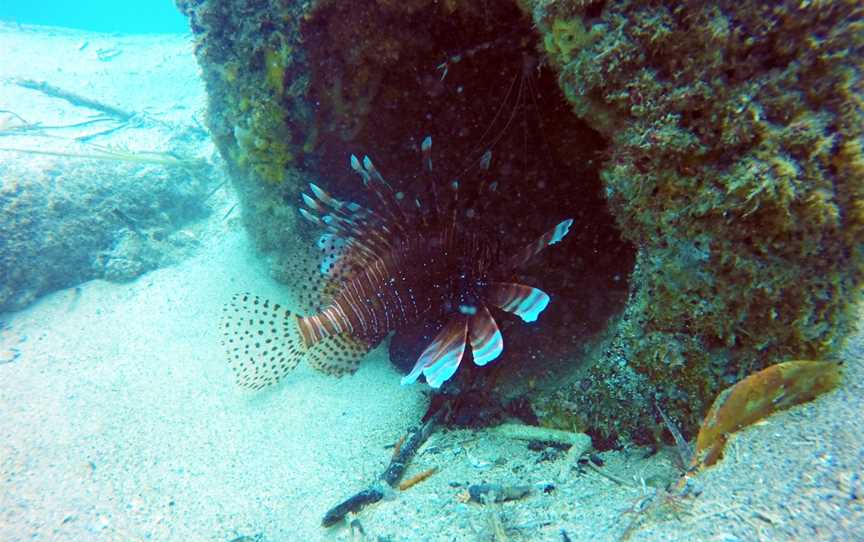 Queensland Scuba Diving Company, Main Beach, QLD