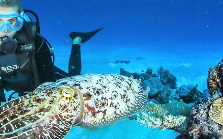 Cairns Dive, Cairns City, QLD