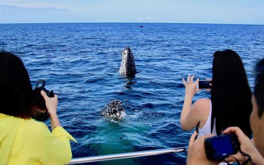 Whales In Paradise, Surfers Paradise, QLD