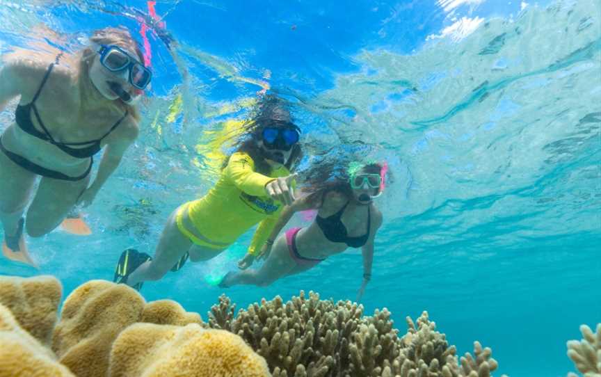 Ocean Safari, Cape Tribulation, QLD