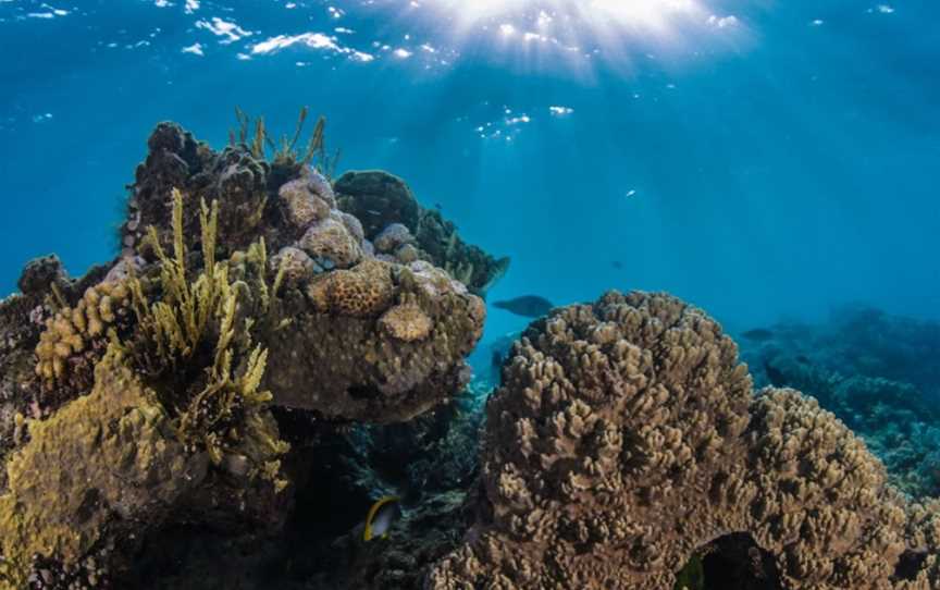 Dive Trips, Cairns City, QLD