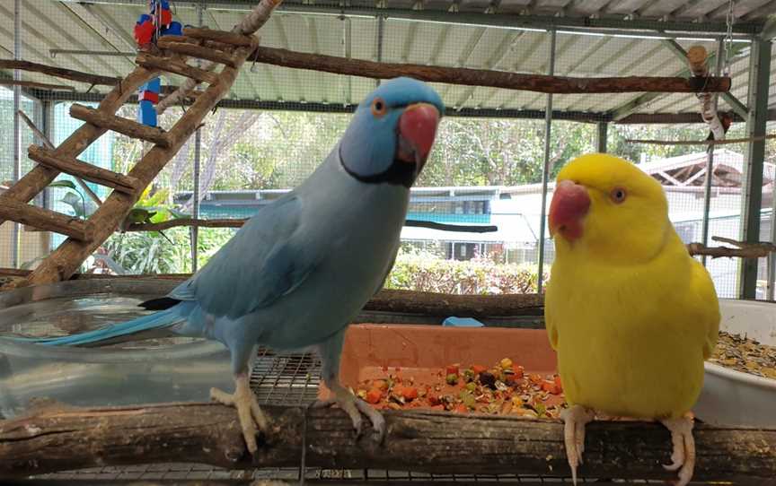 Parrots In Paradise, Glass House Mountains, QLD