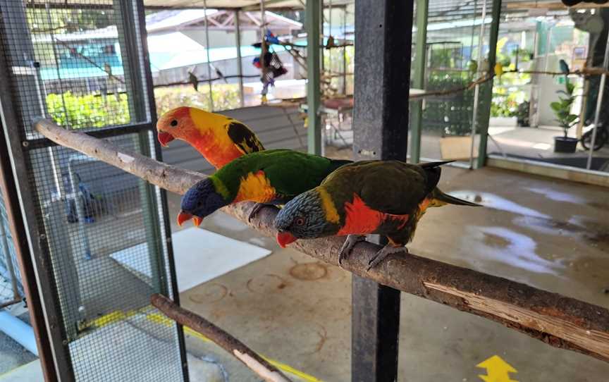 Parrots In Paradise, Glass House Mountains, QLD