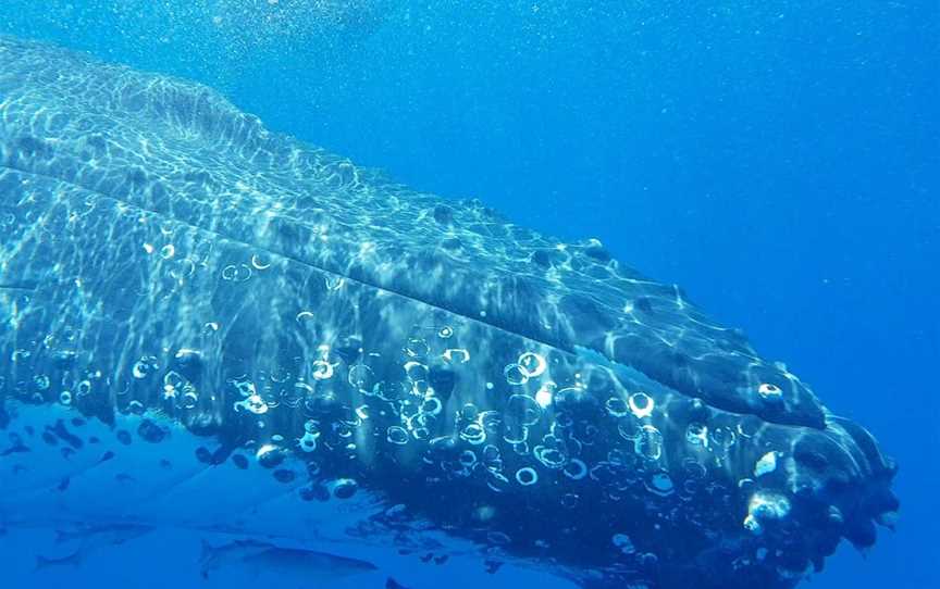 Hervey Bay Dive Centre, Urangan, QLD