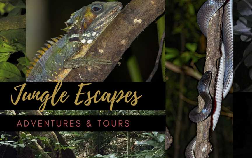 Cape Tribulation - Daintree - Night Walks - Spotlighting - Day Walk Tours, Cape Tribulation, QLD