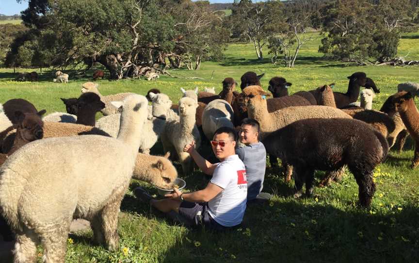 Softfoot Alpaca Farm & The Swagman Chargrill Restaurant, Hindmarsh Valley, SA