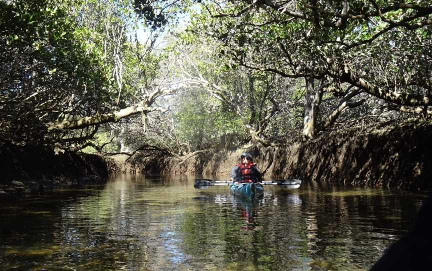 Dolphin Sanctuary Kayak Tours, Port Adelaide, SA