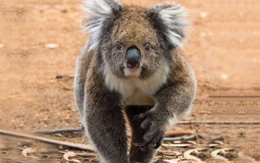 Hanson Bay Wildlife Sanctuary, Karatta, SA