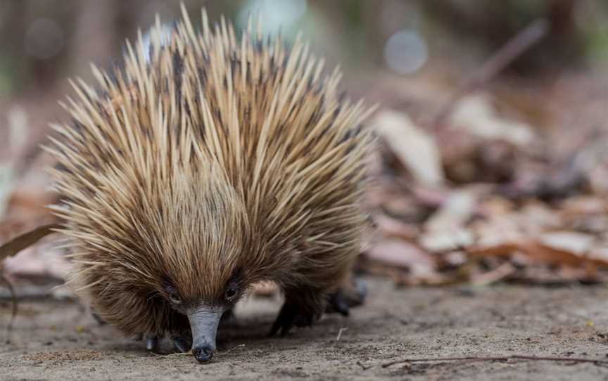 Hanson Bay Wildlife Sanctuary, Karatta, SA