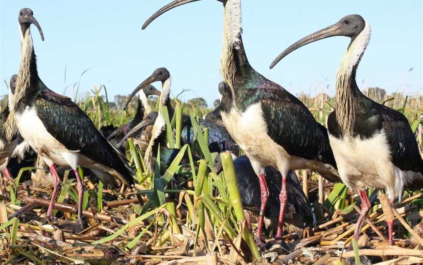 South East Safari, Bool Lagoon, SA