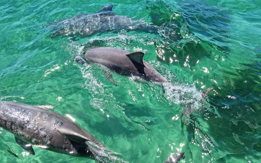 Kangaroo Island Marine Adventures, Emu Bay, SA