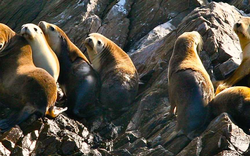 Kangaroo Island Marine Adventures, Emu Bay, SA