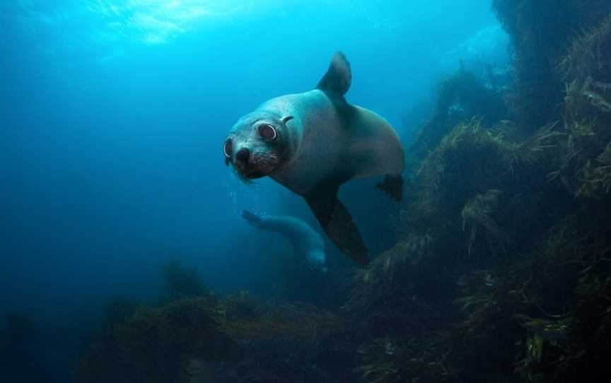 Go Dive Tasmania, Hobart, TAS