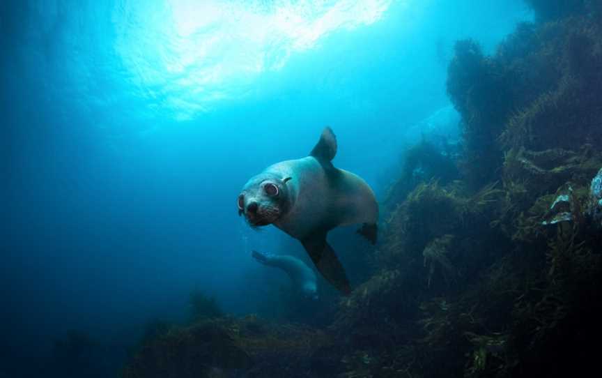 Go Dive Tasmania, Hobart, TAS