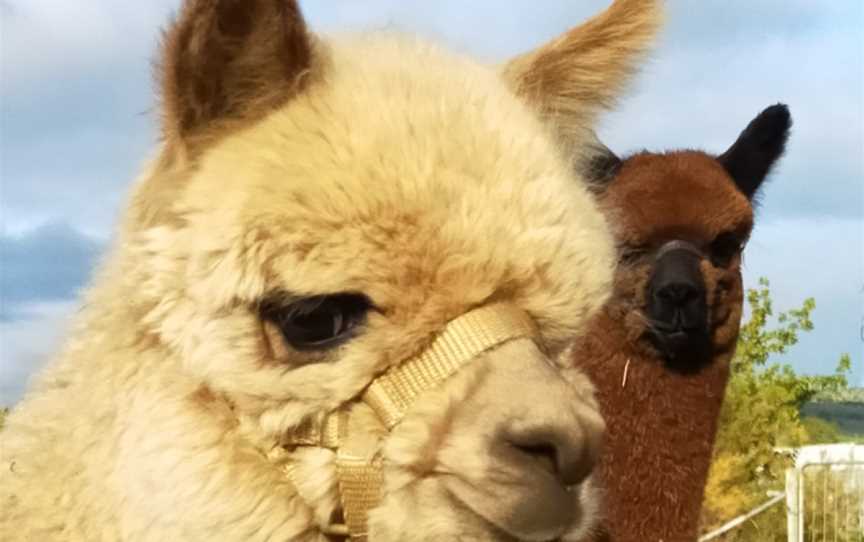 Toffeemont Alpacas, Orielton, TAS