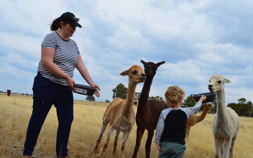 Toffeemont Alpacas, Orielton, TAS